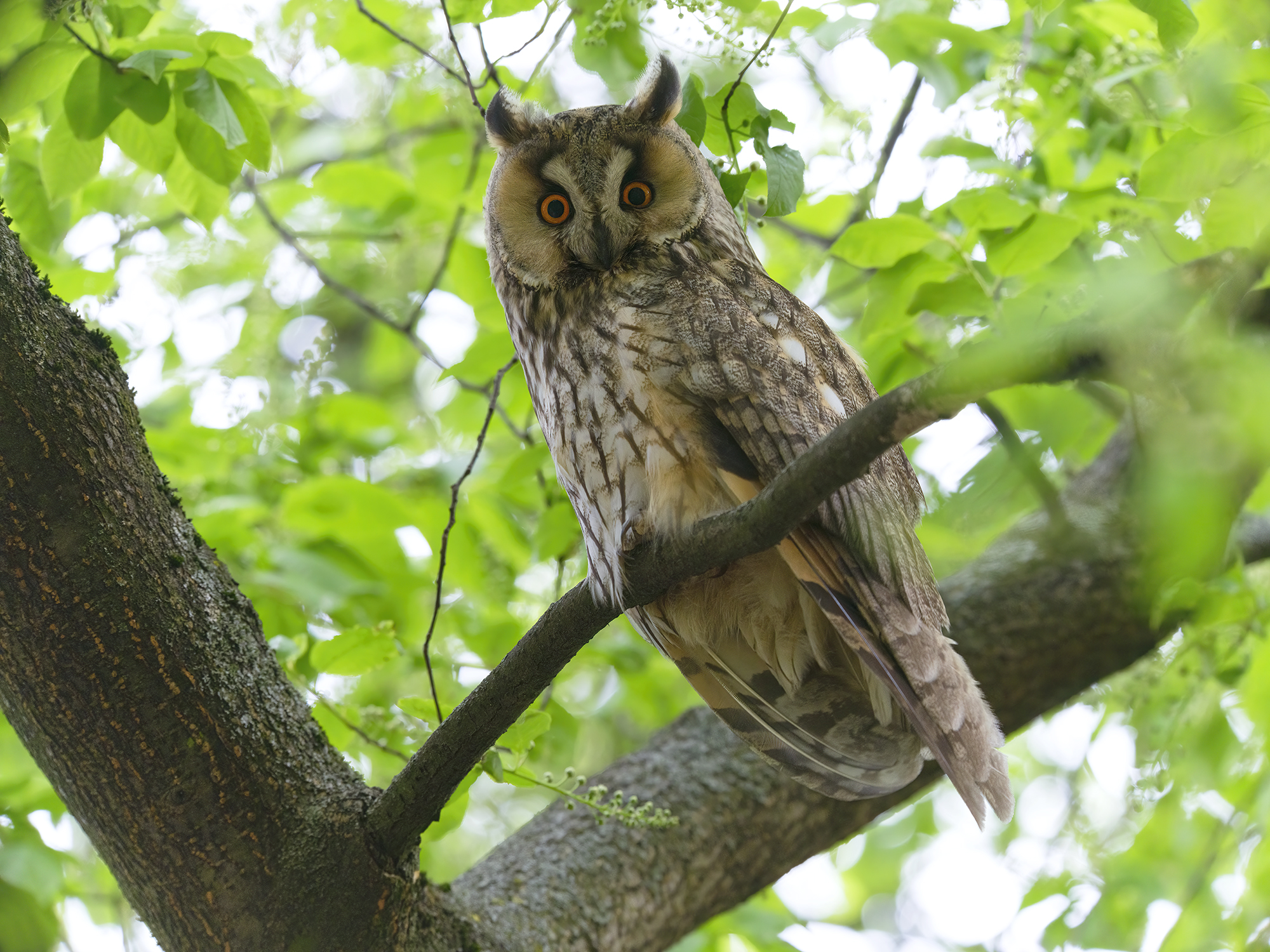 Adulte Waldohreule